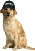 Dog Security Services, Security Dogs, Security Dog Patrol-Petsfolio
