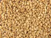 Natural/Organic Sesame Seeds Manufacturers, Suppliers &amp; Exporters