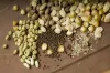 How to choose the best quality vegetable seeds online now?