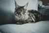 MasterCoons Cattery