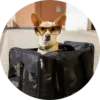 AirPets | International Pet Relocation Services India| Pet Relocation to India| Pet Transport Services