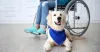 service animal travel | service animal travel | pdscenter