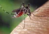 Mosquito Pest Control Company in Noida, Gurgaon and Delhi NCR