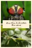 Seven Things House Flies Do that Make Them Weird