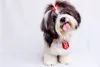 Shih Tzu - Facts & Information | mywagntails