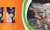 How to Improve Feed Efficiency with Better Shrimp Farming Strategies?