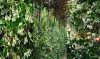 Shrubs and Climbing trees
