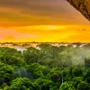 Save the Amazon Rainforest- Here is what you can do - Buzzook