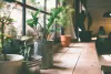 Guide to take Insta worthy shots of your Indoor Plants