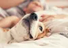 Are Your Allergies Worse at Night? Tips and Tricks for Finding Nighttime Allergy Relief