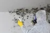 Reasons Why You Shouldn't Remove Mold Yourself