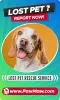 About Us - The Fit Pets