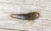 Silverfish Pest Control