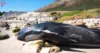 A Close Look at the 14-Foot Pilot Whale Stranded in Simon’s Town
