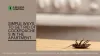 Simple ways to get rid of cockroaches in the apartment?