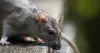 Pest Control Uxbridge