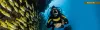 Ocean Biodiversity Goa India| Coastal and Marine Biodiversity | Goaleisure