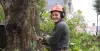 Tree Surgeons Southend