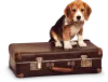 Dog Boarding | Pet Boarding | Cageless Home Dog Boarding Services - Petsfolio