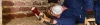 Report Master, Building & Pest Inspections Sydney