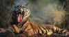Book Madhya Pradesh tour Packages with us | Enjoy In Nature's Lap