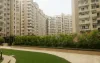 Ajnara Daffodil Sector-137 Noida | 9711836846 | 2/3BHK Apartments