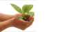 Some Tips From Indoor Plants Hire For Care Indoor Plants by luwasa Blog entry