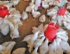 small-scale-poultry-farming-in-featured-image-725x555.jpg