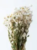 Buy Dried Flowers Online India | Home Decor | Whispering Homes