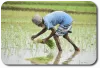 Activities | Rising Root- Agriculture consultants