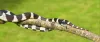 Snake Control | Snake Repellent | Poisonous Snake Threat
