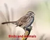 Song sparrow