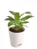 Buy Flowering Plants - Online Flower Plants Shopping in India