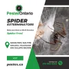 Spider Infestations In Hamilton