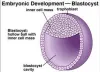 Blastocyst transfer in delhi	