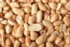 Roasted Peanuts Suppliers