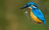 Best Graphic Design Course in Ahmedabad