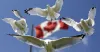  Top Courses for Study and Get Permanent Residency in Canada 
