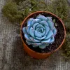 Succulent plants: 10 Best types &amp; tips to grow indoors (Buy online!) | Building and Interiors