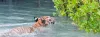 Kolkata to Sundarban Houseboat Tour- Winter Special Offer 2021