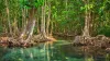 Embark On An Excursion Into Nature's Strange Wonderland With A Sundarban Tour