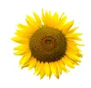 Sunflower Lecithin Powder