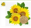 sunflower lecithin powder, organic sunflower lecithin, organic lecithin powder, buy lecithin powder, organic sunflower lecithin powder, health and wellness, dietary ingredients