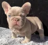 Miniature Blue French Bulldog Puppies For Sale | AKC Certified French Bulldog Breeders
