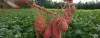 How To Grow And Care For Sweet Potatoes- A Detailed Guide