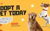 Top 4 Reasons Why Adopting a Pet Can Change Your Life