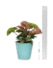 Syngonium Bronze