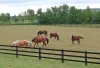 Types of Fencing for Your Horse