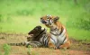 Tadoba National Park Safari Booking -