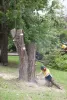 How To Prune Trees Sydney | The Tree Doctor